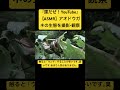 【asmr】アオドウガネの生態を撮影・観察 sdgs クワガタ 虫の声 insects 虫の音 bug mating courtship カブトムシ 昆虫 beetle yt