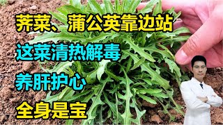 荠菜、蒲公英靠边站，这菜清热解毒，养肝护心，全身是宝，可惜被很多人当成草！#李医生谈健康