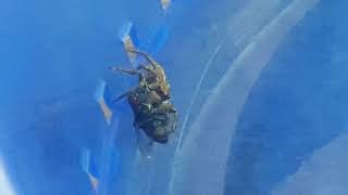 Spider vs fly - עכביש תופס זבוב