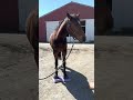 Horses finds the middle with SURE FOOT Equine Stability Program®