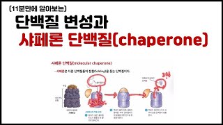 [거대분자] 3.16 단백질 - 샤페론(chaperone) \u0026 프로테아좀(proteasome)