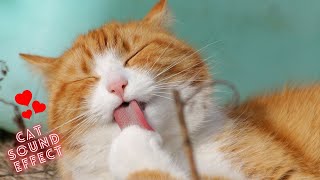 CAT SOUND EFFECT | NO COPYRIGHT | FREE DOWNLOAD