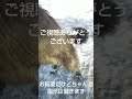 獲物を振り回す犬