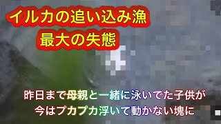 昨日まで母親と楽しく泳いでたのに、、、イルカの追い込み漁、子供の◯体を撮影される大失態！