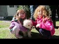 the kuvasz a large powerful and muscular dog.