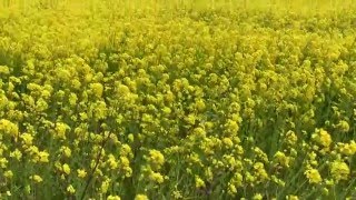 川渡温泉の菜の花畑と桜　宮城県大崎市鳴子温泉