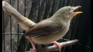 24+ Burung ciblek betina memanggil jantan terbaru