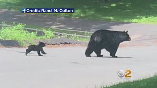 Bear Warning Issued For Several Neighborhoods In Rockland County
