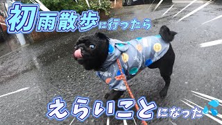 【黒パグのひゅんける】初の雨散歩は雷鳴を呼ぶｗ