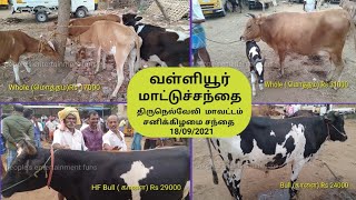 Valliyoor Cow,Bull,Buffalo Market || Saturday Market ||  Tirunelveli District