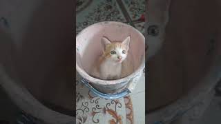 ஏய் என்ன வெச்சு காமடி கீமடி பன்னலயே || #cutecat #funnycat#funnykitten #kitten #