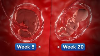 9 Months In The Womb | Pregnancy Week-By-Week