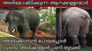 അരികൊമ്പനെ നാട് കടത്തിയിട്ടും ഇടുക്കിയിൽ ആനകളുടെ അറിമോഷണം തുടരുന്നു | Wild elephant attack in idukki