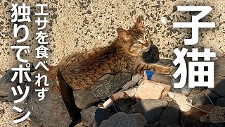 子猫が食べれない!?大量の野良猫にエサを与えた結果…