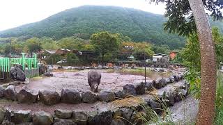 【伊豆アニマルキングダム】動物園に行ってみた。 IZU ANIMAL KINGDOM, ZOO, JAPAN