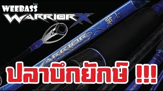 ตามหา 3กิโล กับ WEEBASS ROD (คันเบ็ด) - รุ่น WARRIOR-X