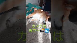 お昼寝するでしゅよ🐶#後で遊んであげる#待ってて#柴犬#もこたん