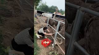 #鸵鸟 #上快手学农技术 #二十岁的你是什么样子 #animals #funny #ostrich