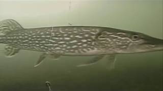 Island Lake Pike footage w/ Aqua vu 715c + Marcum VS485c Cameras