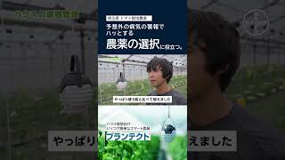 【ハウス栽培農家さん必見】農薬の選択に役立つ病害予測モニタリングサービス「プランテクト®」