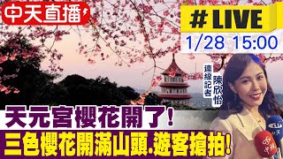 【中天直播#LIVE】天元宮櫻花開了! 三色櫻花開滿山頭.遊客搶拍! 20240128 @中天新聞CtiNews