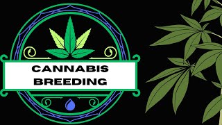Breeding Cannabis Strains: Take Your Plant Game to the Next Level!