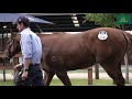 Lot 578 Extreme Choice x Donostia Star filly - Shane Nichols Racing