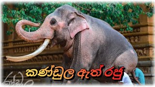 නාලා කියලා ලස්සනට ඉන්න ඕනී ඉතින් 🐘  කැළණි ගං මිටියාවතේ ආදරවන්තයා❤  \