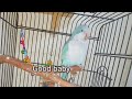 best talking quaker parrot 8 months old quaker parrot talking monk parakeet saying hi 👋