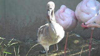 フラミンゴの赤ちゃんが可愛い❤ Cute flamingo baby #39　【Cute animal baby videos】【のんほいパーク】