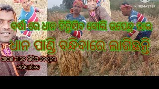 🌾ଆମ ଉପେନ୍ଦ୍ର ଭାଇ ଧାନ ପାଙ୍ଗା କୁ ପାଣ୍ଡିଆ ବାନ୍ଧୁଛନ୍ତି ବର୍ଷା ପାଇଁ ତର ତର#youtubevideo#ytstudio#viral🌾🌾🌾