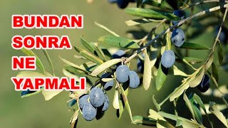 Zeytin Neden Dökülür? Zeytin Bakımında Neler Yapılmalı?