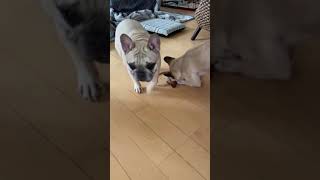 #Shorts 微妙に切ない犬🐷　【フレンチブルドッグ】【フレブル多頭飼い】