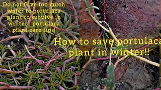 How to save portulaca plant in winter | portulaca plant | #portulacaplant #panjabigardener