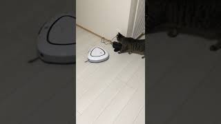 猫パンチvsお掃除ロボット