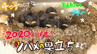 【ツバメの成長記録】つばめの雛が巣立つまで。燕の鳴き声や成長の過程をまとめました。