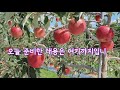 아리수 특성 및 재배시 유의사항 사과농사