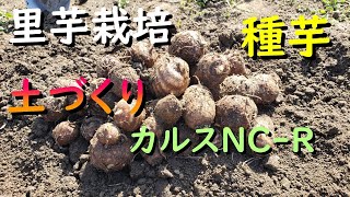 大きな里芋を栽培するコツは種芋と畑づくり（カルスNC R、腐食酸、ぼかし、米糠、有機石灰）