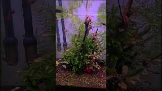 Аквариум Dennerle NanoCube 30 медленный травник #aquascape #aquabiosistem #plantedtank #aquarium