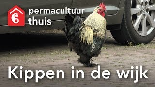 Kippen in de wijk