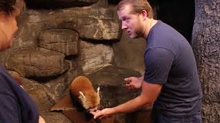 Red Panda Wild Encounter