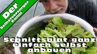 Schnittsalat / Babyleafsalat ganz einfach anbauen.