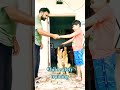 child safety training with german shepherd shorts dog germanshepherd viralvideo video