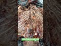 ទាកាប៉ាអាំងអំបិលម្ទេស roasted duck cambodia eating food cooking duck shorts dinner