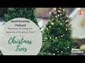 Good Growing Videocast - Christmas Trees with Robert Richardson