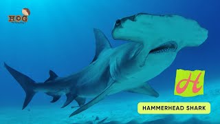 ABC Shark Song | Sea Animals Song | Learn English, Alphabets and Animals for Kids #abcd