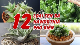 12 types of Haworthia for small spaces | Linh Lung Garden