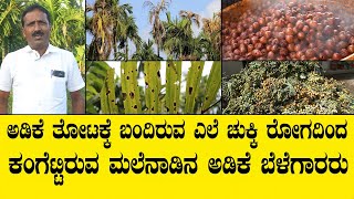 ಅಡಿಕೆ ತೋಟಕ್ಕೆ ಬಂದಿರುವ ಎಲೆ ಚುಕ್ಕಿ ರೋಗದಿಂದ ಕಂಗೆಟ್ಟಿರುವ ಮಲೆನಾಡಿನ ಅಡಿಕೆ ಬೆಳೆಗಾರರು..ARECANUT FARMER VIDEO