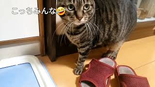 床に落ちていたのを食べる猫 #キジトラ猫 #ねこ #猫