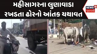 Mahisagar Stray Cattle । મહીસાગરના લુણાવાડા રખડતા ઢોરનો આંતક યથાવત | Gujarat | Gujarati News